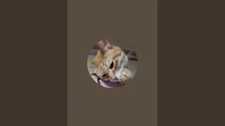 無人無音お留守番ライブです😊チャットにも居ません🙇猫の寝姿に癒されてください😊茶トラちっこちゃんねる がライブ配信中！