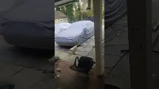 Asshole Cat......pissing on my car!!!!!
