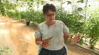 Près de Perpignan, un producteur récolte des fruits exotiques