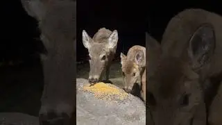 Deer vs food #cute #wildlifeanimals #asmr