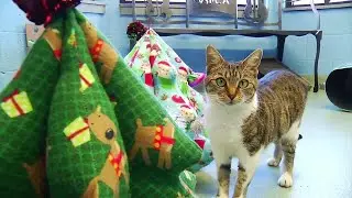 Be careful giving pets at Christmas gifts