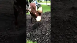 Baby Animals vs Big Animals