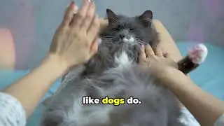 Do Ragdoll Cats Recognize Their Owners