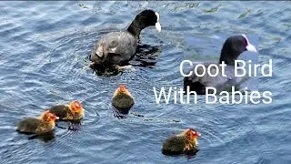 Coot With Chicks | Coot Bird Baby | Coot Bird Chicks | Coot Bird Babies