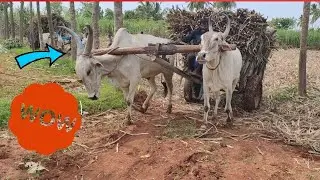 Bullockcart heavy load | Bullock working style | Bullockcart heavy load performance | cow videos