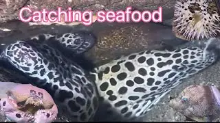 Catching seafood in the East China Sea, a favorite activity for humans.