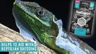 Prevent Poor Shedding From The Inside Out | Shed Support by Arcadia Reptile