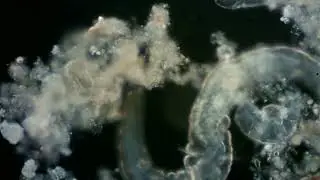 Rotiferos en campo oscuro