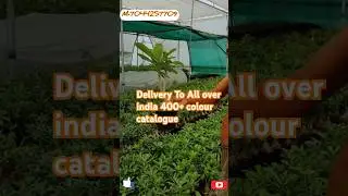Oxygenkart Adenium Varieties, Pack Of 5- ₹400.00 #viralshort
