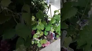 #gardening #planting #garden #berrybushes #homestead #homesteading