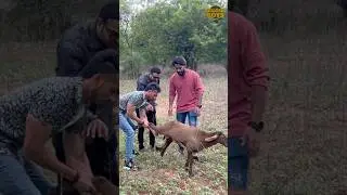 Special Bakra 😂| Latest Hyderabadi Comedy | Bakrid Video | Hindi Comedy| #hyderabadicomedy #bakra |