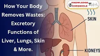 Excretory Products & Their Elimination: How Lungs, Liver, Skin & Saliva Help Your Body Detox #trend