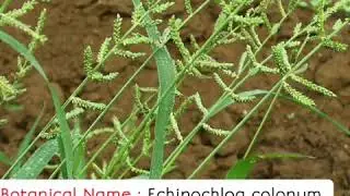 Weed of rice