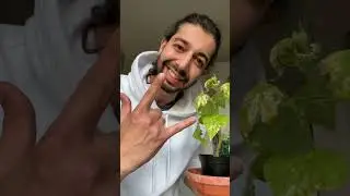 How to Save a Dying Plant | Plant Tips & Hacks | creative explained