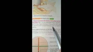 PELVIC DIAMETERS
