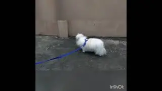CID moosa | our version #cidmoosa#funnydog#shorts