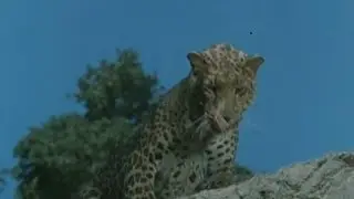 Daktari:   Season 2