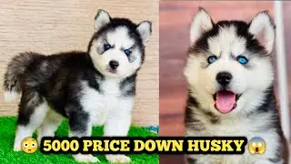 Cheapest Dog Market Delhi NCR ) Siberian Husky Puppies Price In India Husky Dog Blue Eyes