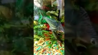 Акулы аквариумные