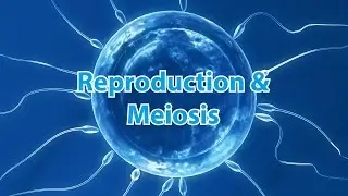 AQA Dual & Triple GCSE Biology Revision - Reproduction & Meiosis Knowledge Organiser
