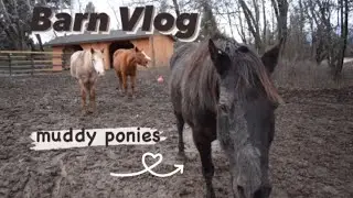 Grooming Ponies + Lunging - Barn Vlog 12/18/20