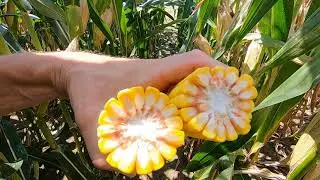 Managing Late Southern Rust Infection in Corn | WinField United