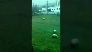 Animale chinuite Ocnele Mari