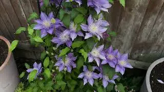 Crystal Fountain Clematis 