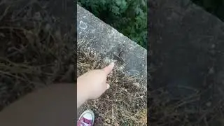 Puente viejo Calderon. #viral #shorts #viralvideo #reels #instagram 