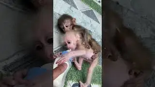 Cuddling Baby Monkeys Wakes up Soon as They Spot the Milk