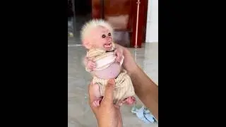 Adorable pet baby monkey tries to talk to human dad. 🥰🥰🥰 #cuteanimals #cutepets