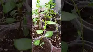 Саженцы Иранская Фисташка Акбари | Small Gardens