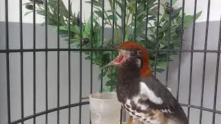 Pancingan dan Masteran Burung Anis kembang Bahan / Anis Kembang Muda Vol 52