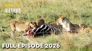 World's Deadliest of Lion | Season 3 Full Episodes | Nature Animal Documentary