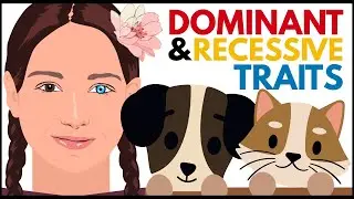 Dominant & Recessive Traits Explained | Eye Colors, Genes, and Examples in Humans, Plants & Animals