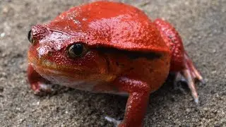 TOMATO FROG  #Dyscophus antongilii