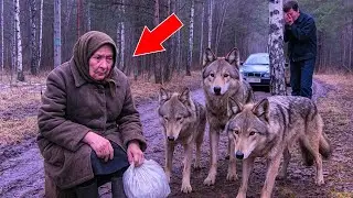 Der Enkel lie&szlig; seine Gro&szlig;mutter in der Taiga zur&uuml;ck, aber was die W&Ouml;LFE taten, r&uuml;hrte ihn zu Tr&auml;nen!
