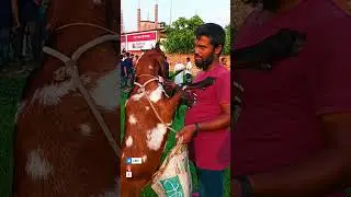 Goat Eating Last Time 😭 | Eid Mubarak 🕋 | Qurbani Eid 💔 | Eid Ul Adha 2023 😍 #shorts #eidmubarak