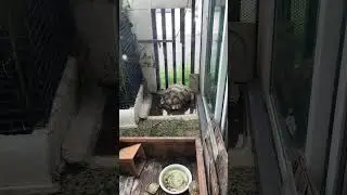 Live Tortoise Soaking in Silence 🐢💧 | Relaxing Ambient Stream.