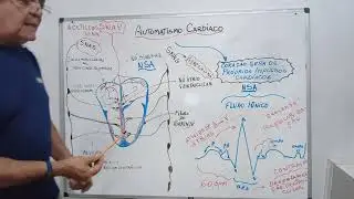 CARDIAC AUTOMATICITY