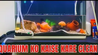 How to Change Aquarium Water Without Removing Fishes | Easy Aquarium Cleaning #petshaven 