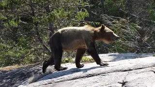 Pacific Northwest 2019 Part 3. Whales, Dolphins, Porpoises, and a Bear