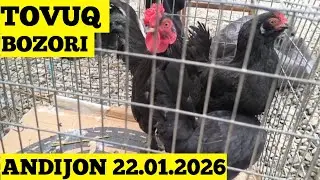 TOVUQ BOZORI ANDIJON 22.01.2026