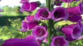 Digitalis/ fingerb&oslash;l