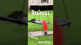 RadioSol - &lambda;&iota;ώ&nu;&epsilon;&iota; #radiosol #balkanska #mestiza #radiosol #lionei #&rho;&alpha;&delta;&iota;&omicron;&sigma;&omicron;&lambda; #&lambda;&iota;ώ&nu;&epsilon;&iota;