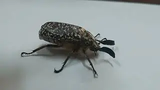 What Polyphylla fullo do when in danger?