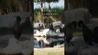 Best caption of Socotra cormorant sea bird in kalba mangrove!!