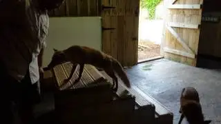 Fox Feeding at Feadon Farm - Gwel an Mor