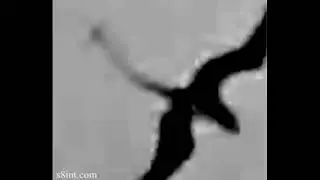 Evan Stanley Pterosaur? (Read description also)