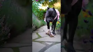 Garden Fun as Pitbull in Pink Dress Appears, Chihuahua Laughs Hard